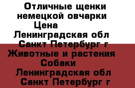 Отличные щенки немецкой овчарки › Цена ­ 25 000 - Ленинградская обл., Санкт-Петербург г. Животные и растения » Собаки   . Ленинградская обл.,Санкт-Петербург г.